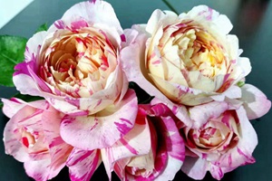 日本河本月季好的品種有哪些